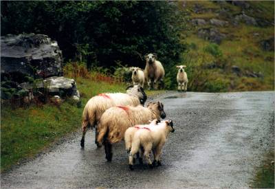 sheep gang