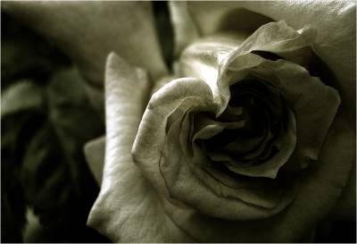 monochrome beauty 02