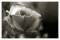 monochrome beauty 01