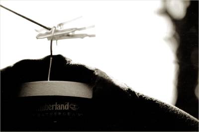 timberland